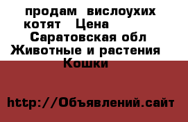 продам  вислоухих котят › Цена ­ 2 500 - Саратовская обл. Животные и растения » Кошки   